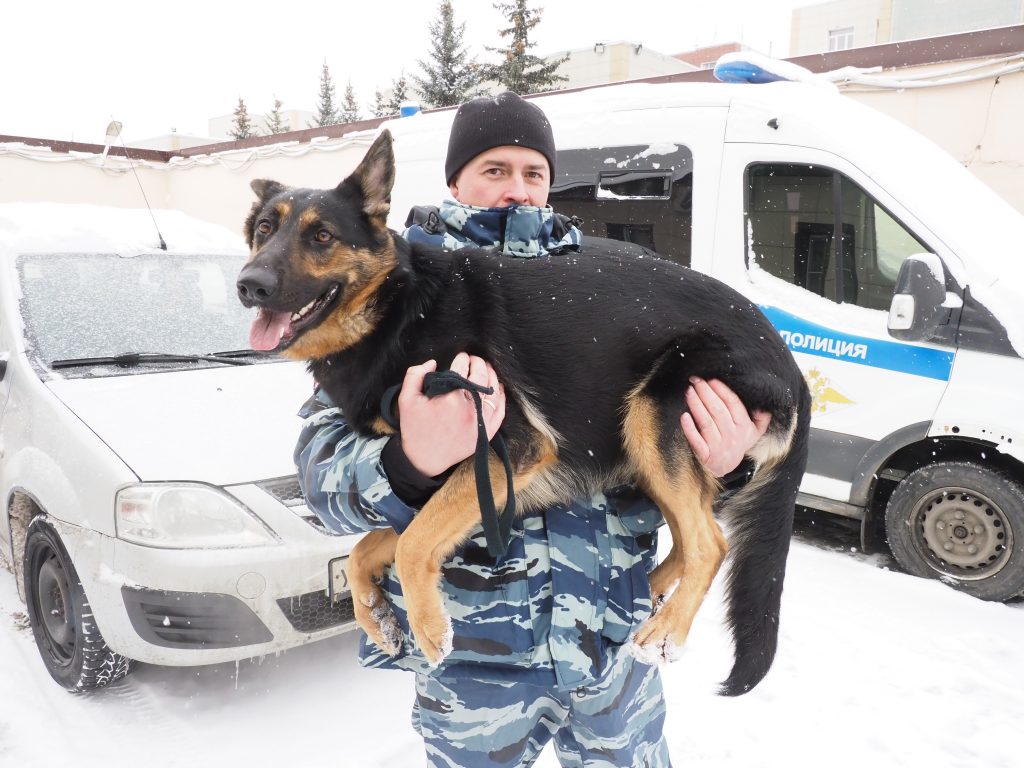 Служебная овчарка помогла задержать нарушителя в Печатниках | Районная  интернет-газета Новые Печатники ЮВАО Москвы